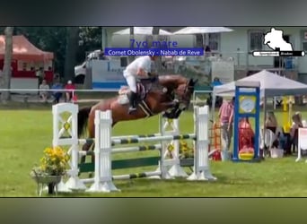 Westfaliano, Yegua, 7 años, 180 cm, Castaño oscuro