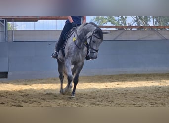 Westfaliano, Yegua, 7 años, 180 cm, Tordo