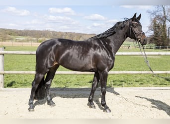 Westfaliano, Yegua, 7 años, Castaño oscuro