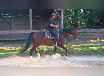 Westfaliano, Yegua, 8 años, 157 cm, Castaño rojizo