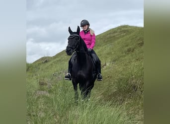 Westfaliano, Yegua, 8 años, 160 cm, Negro