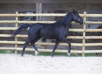 Westfaliano, Yegua, 8 años, 165 cm, Negro