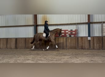 Westfaliano, Yegua, 8 años, 170 cm, Alazán