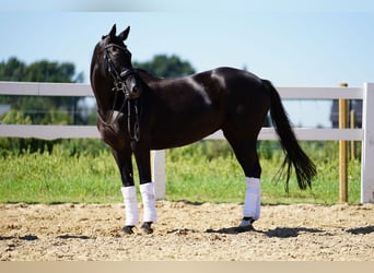 Westfaliano, Yegua, 9 años, 162 cm, Negro