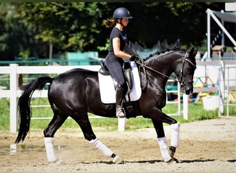Westfaliano, Yegua, 9 años, 162 cm, Negro