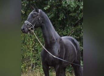 Westfaliano, Yegua, 9 años, 164 cm, Negro