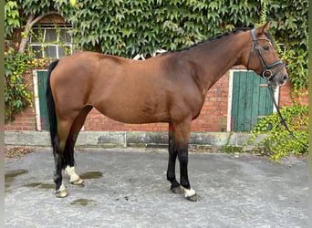 Westfaliano, Yegua, 9 años, 165 cm, Castaño