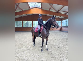 Westfaliano, Yegua, 9 años, 167 cm, Castaño