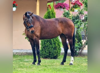 Westfaliano, Yegua, 9 años, 169 cm, Castaño
