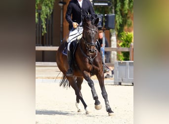 Westfaliano, Yegua, 9 años, 170 cm, Castaño