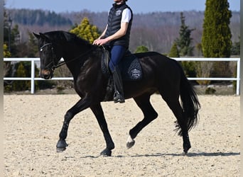 Westfaliano, Yegua, 9 años, 180 cm, Negro