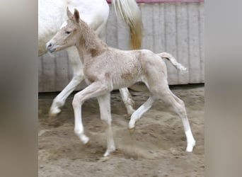 Westfaliano, Yegua, Potro (02/2023), 167 cm, Palomino