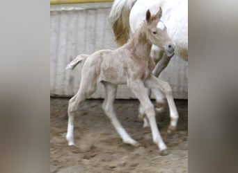 Westfaliano, Yegua, Potro (02/2023), 167 cm, Palomino