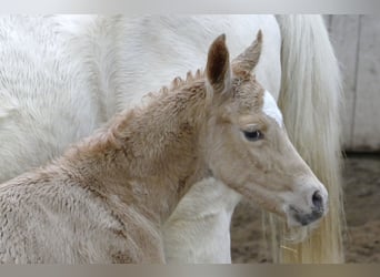 Westfaliano, Yegua, Potro (02/2023), 167 cm, Palomino