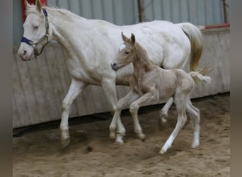 Westfaliano, Yegua, Potro (02/2023), 167 cm, Palomino