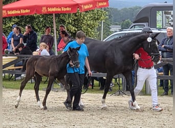 Westfaliano, Yegua, Potro (04/2025), 168 cm, Negro