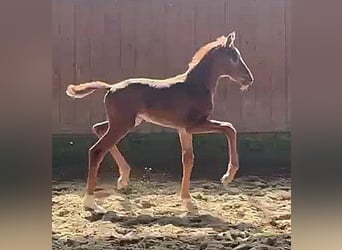 Westfaliano, Yegua, , 170 cm, Alazán-tostado