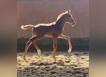 Westfaliano, Yegua, , 170 cm, Alazán-tostado