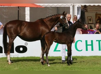 Westfaliano, Yegua, Potro (05/2025), 170 cm, Morcillo