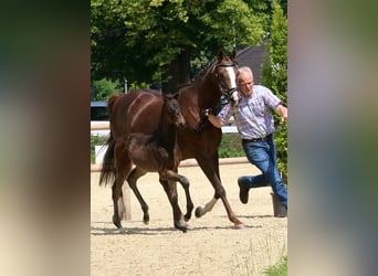 Westfaliano, Yegua, Potro (05/2025), 170 cm, Morcillo