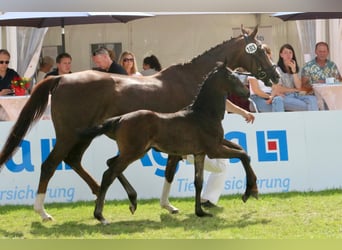 Westfaliano, Yegua, Potro (05/2025), 170 cm, Morcillo