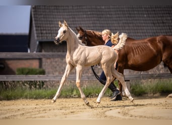 Westfaliano, Yegua, , 170 cm, Palomino