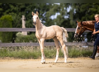 Westfaliano, Yegua, , 170 cm, Palomino