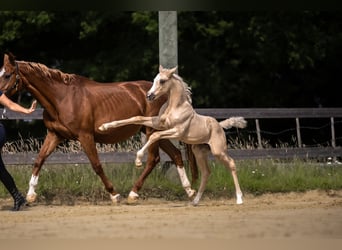 Westfaliano, Yegua, , 170 cm, Palomino