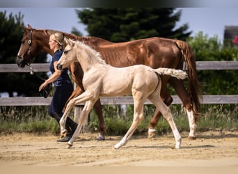 Westfaliano, Yegua, , 170 cm, Palomino