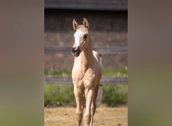 Westfaliano, Yegua, , 170 cm, Palomino