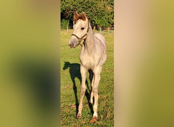 Westfaliano, Yegua, Potro (05/2025), 170 cm, Tordo ruano