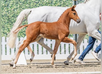Westfaliano, Yegua, Potro (04/2026), Alazán