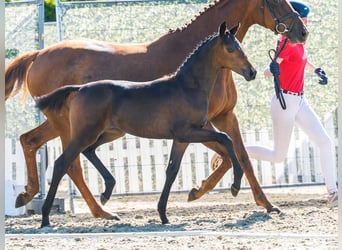 Westfaliano, Yegua, Potro (05/2026), Castaño oscuro