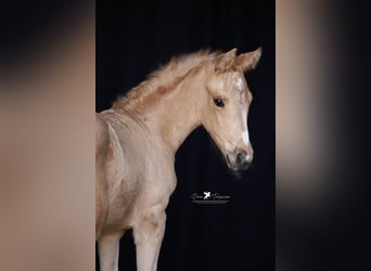 Westfaliano, Yegua, , Palomino