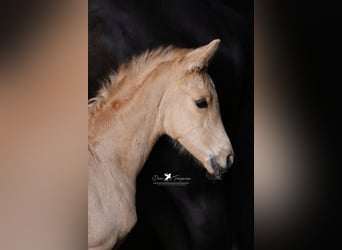 Westfaliano, Yegua, , Palomino