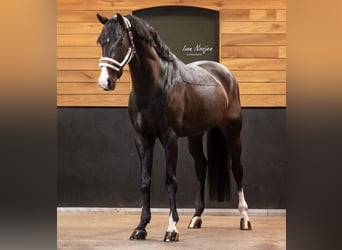 Westfalisk häst, Hingst, 11 år, 164 cm, Rökfärgad svart