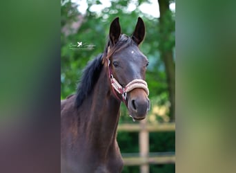 Westfalisk häst, Hingst, 1 år, 155 cm, Mörkbrun