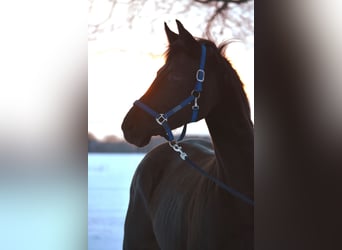 Westfalisk häst, Hingst, 1 år, 162 cm, Svart