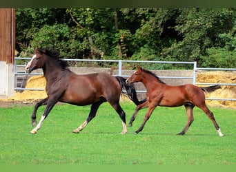 Westfalisk häst, Hingst, 1 år, 168 cm, Brun