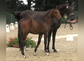 Westfalisk häst, Hingst, 1 år, 168 cm, Mörkbrun