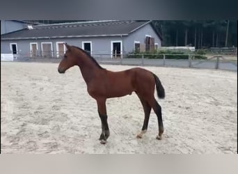 Westfalisk häst, Hingst, 1 år, 170 cm, Brun