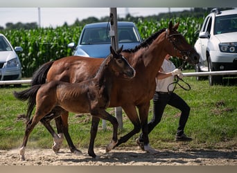 Westfalisk häst, Hingst, 1 år, 172 cm