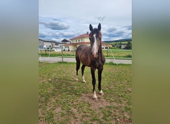 Westfalisk häst, Hingst, 1 år, 172 cm