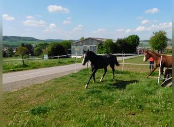 Westfalisk häst, Hingst, 1 år, 172 cm