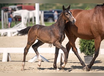 Westfalisk häst, Hingst, 1 år, 172 cm