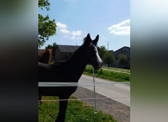 Westfalisk häst, Hingst, 1 år, 172 cm