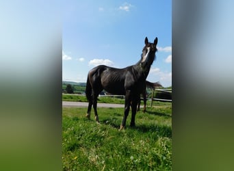 Westfalisk häst, Hingst, 1 år, 172 cm