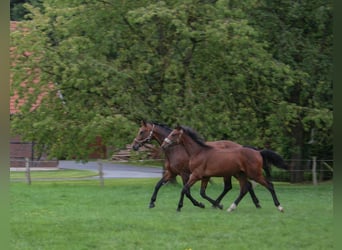 Westfalisk häst, Hingst, 1 år, Brun