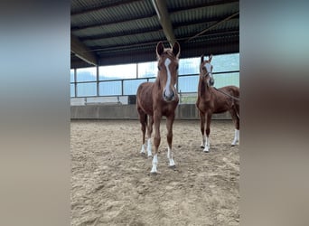 Westfalisk häst, Hingst, 1 år, fux