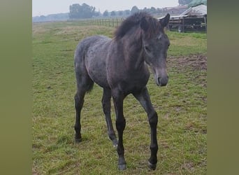 Westfalisk häst, Hingst, 1 år, Grå-blå-brun